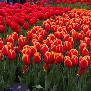 Meet your Posher, Sherry